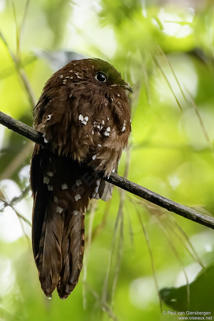 Rufous Potooadult