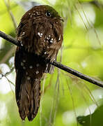 Rufous Potoo