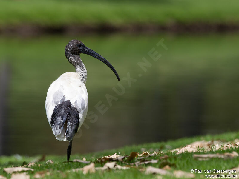 Ibis à cou noiradulte