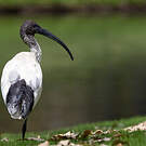 Ibis à cou noir