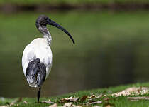 Ibis à cou noir