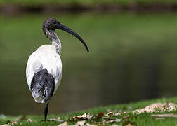 Australian White Ibis