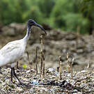 Ibis à cou noir
