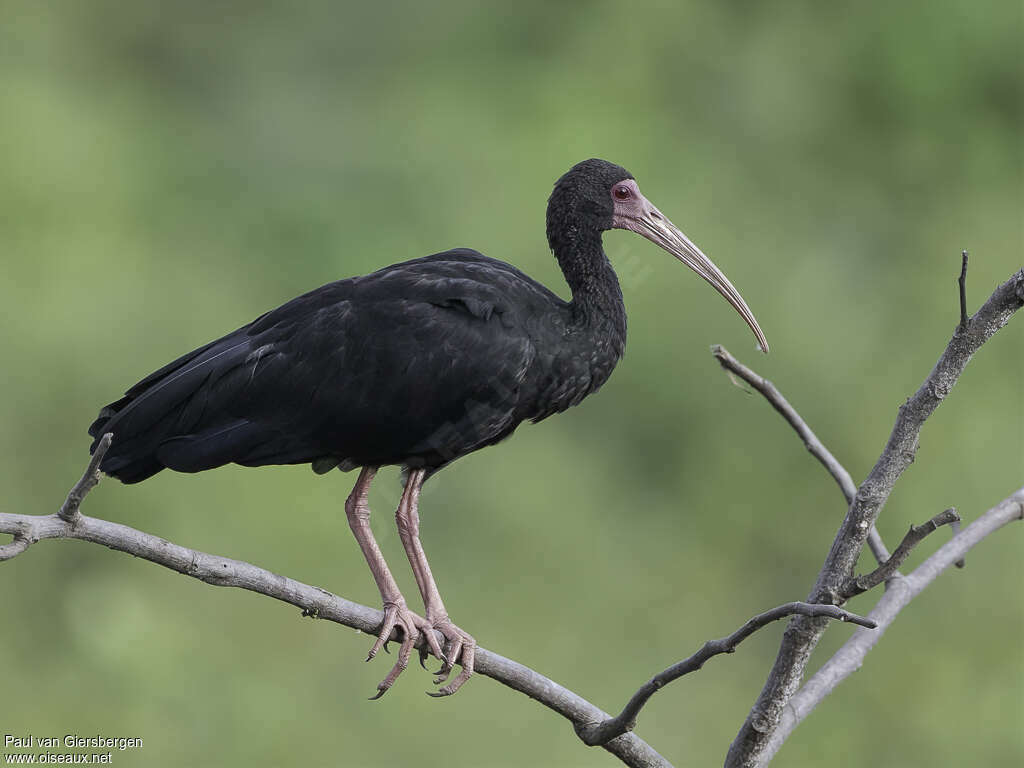 Bare-faced Ibisadult, identification