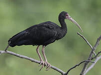 Ibis à face nue