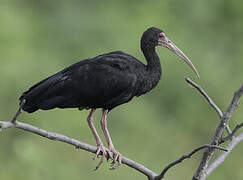 Bare-faced Ibis