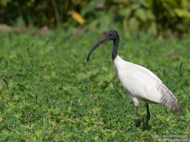 Ibis à tête noireadulte