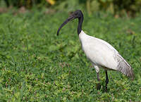 Ibis à tête noire