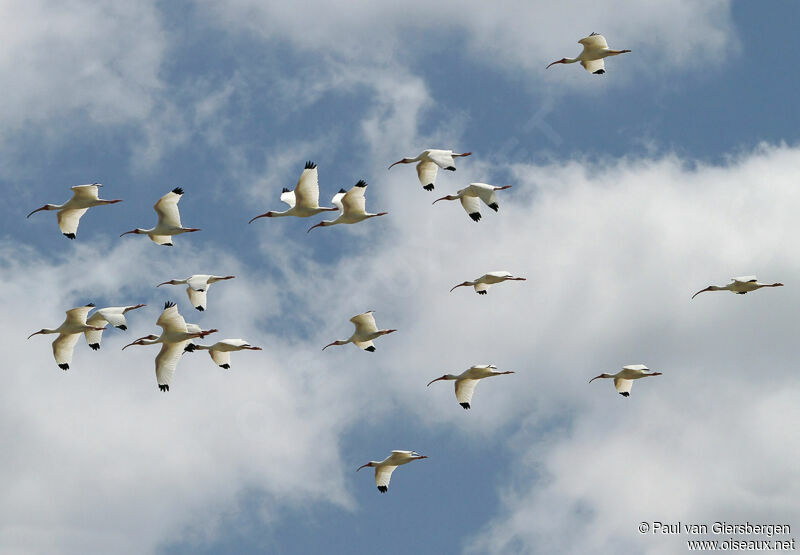 Ibis blanc