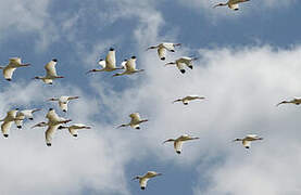 American White Ibis