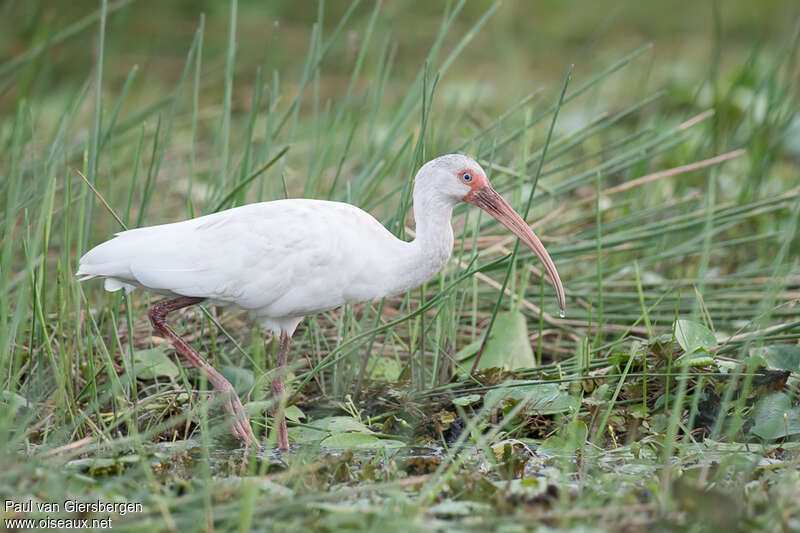 Ibis blancadulte, habitat, pêche/chasse