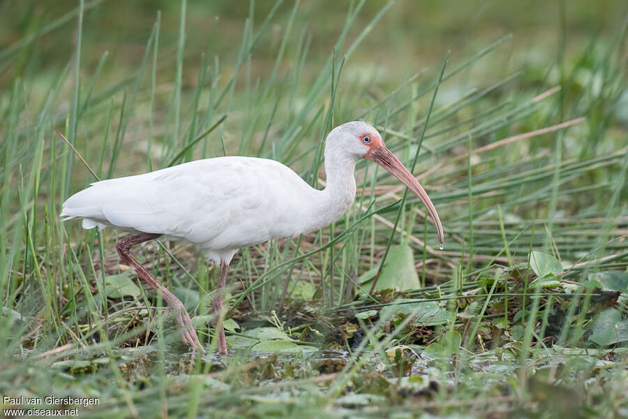 American White Ibisadult, habitat, fishing/hunting