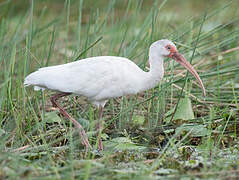 Ibis blanc