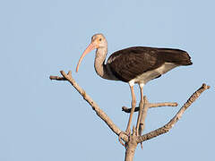 American White Ibis