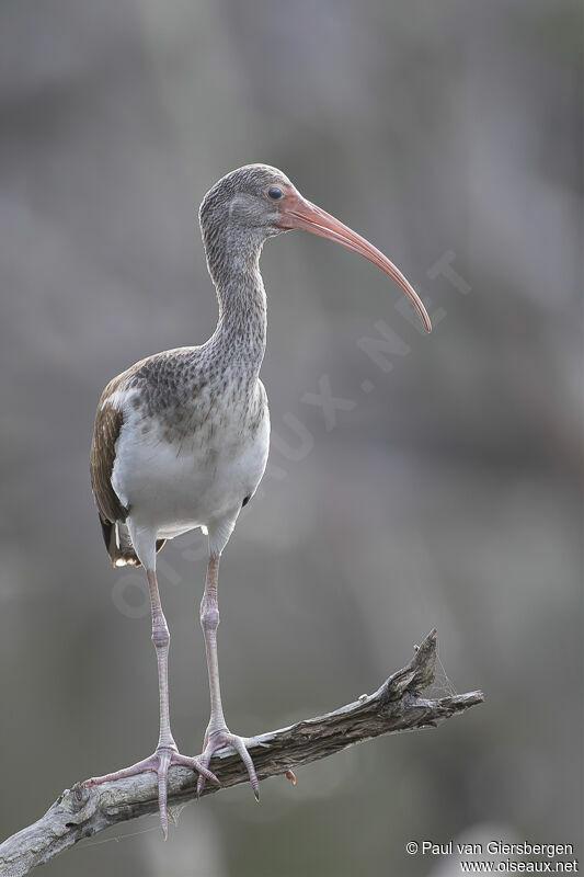 Ibis blancimmature