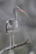 American White Ibis