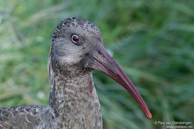 Ibis caronculé