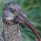 Ibis caronculé
