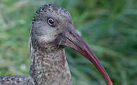 Ibis caronculé