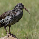 Ibis caronculé