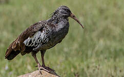 Ibis caronculé