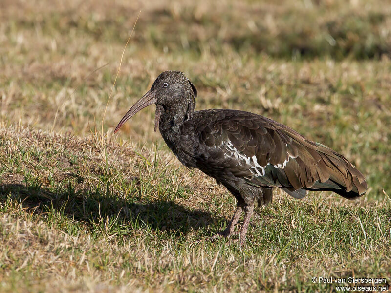 Ibis caronculé