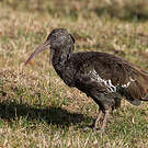 Ibis caronculé