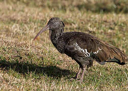 Wattled Ibis