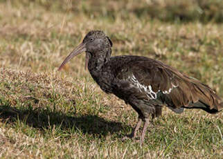 Ibis caronculé