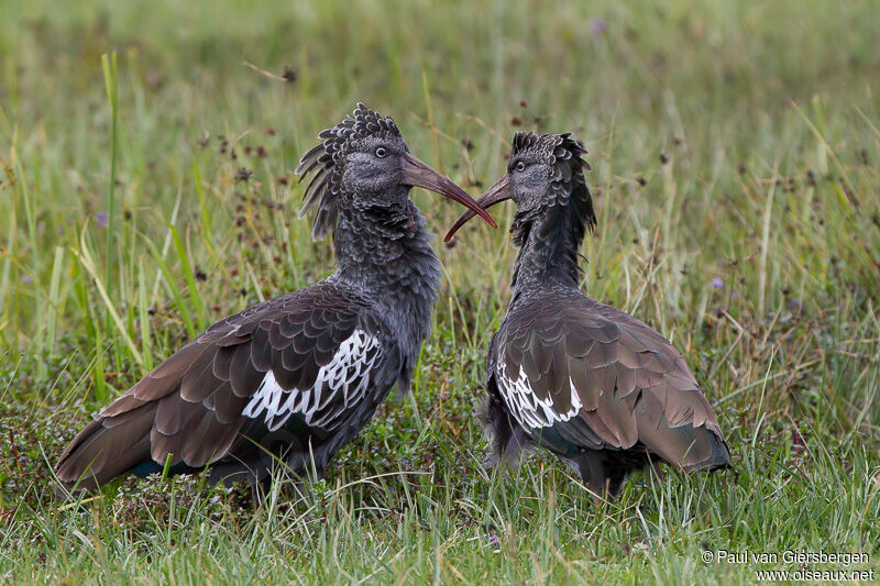 Wattled Ibis