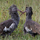 Ibis caronculé
