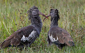 Wattled Ibis