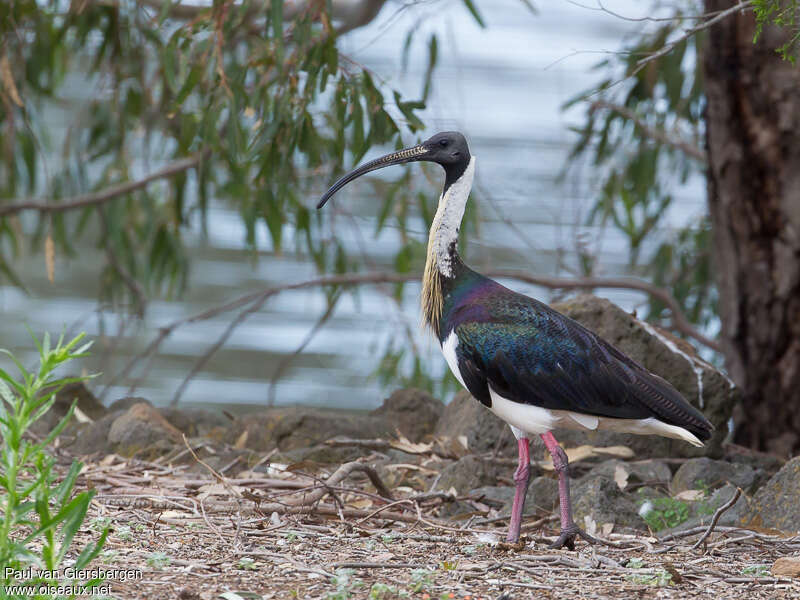 Ibis d'Australieadulte, habitat