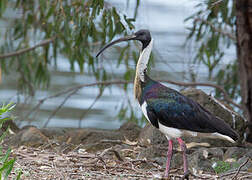 Straw-necked Ibis