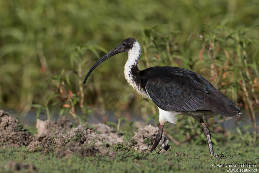 Ibis d'Australieadulte