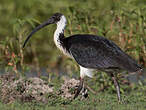 Ibis d'Australie