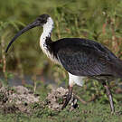 Ibis d'Australie
