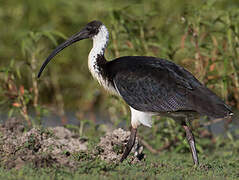 Straw-necked Ibis