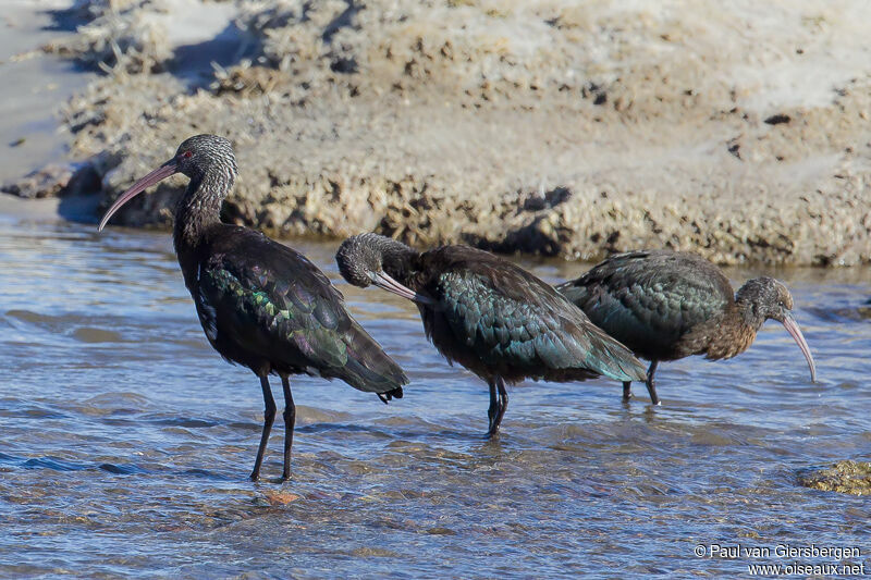 Puna Ibis