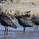 Ibis de Ridgway