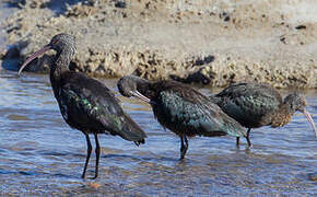 Puna Ibis