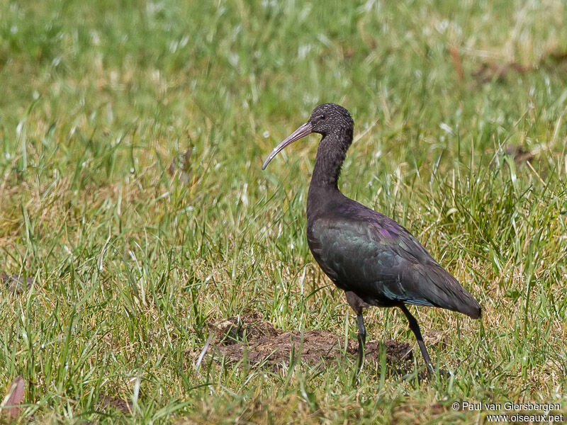 Ibis de Ridgway