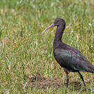 Ibis de Ridgway