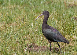 Puna Ibis