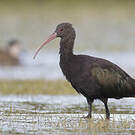 Ibis de Ridgway