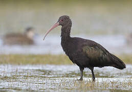 Puna Ibis