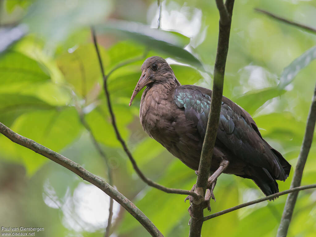 Sao Tome Ibisadult, identification