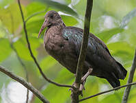 Ibis de Sao Tomé