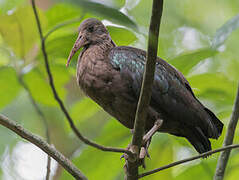 Ibis de Sao Tomé