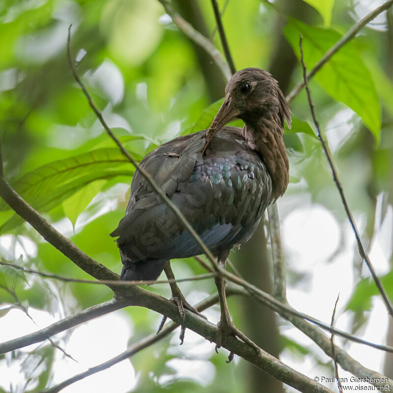 Sao Tome Ibis